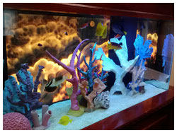 Custom Aquariums